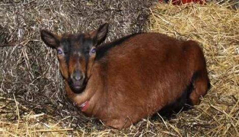 Reflections from Our First Goat Kidding Season, Part 1 Image